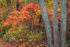 USA, New Jersey, Pine Barrens National Preserve. Forest scenic in autumn. Art Print